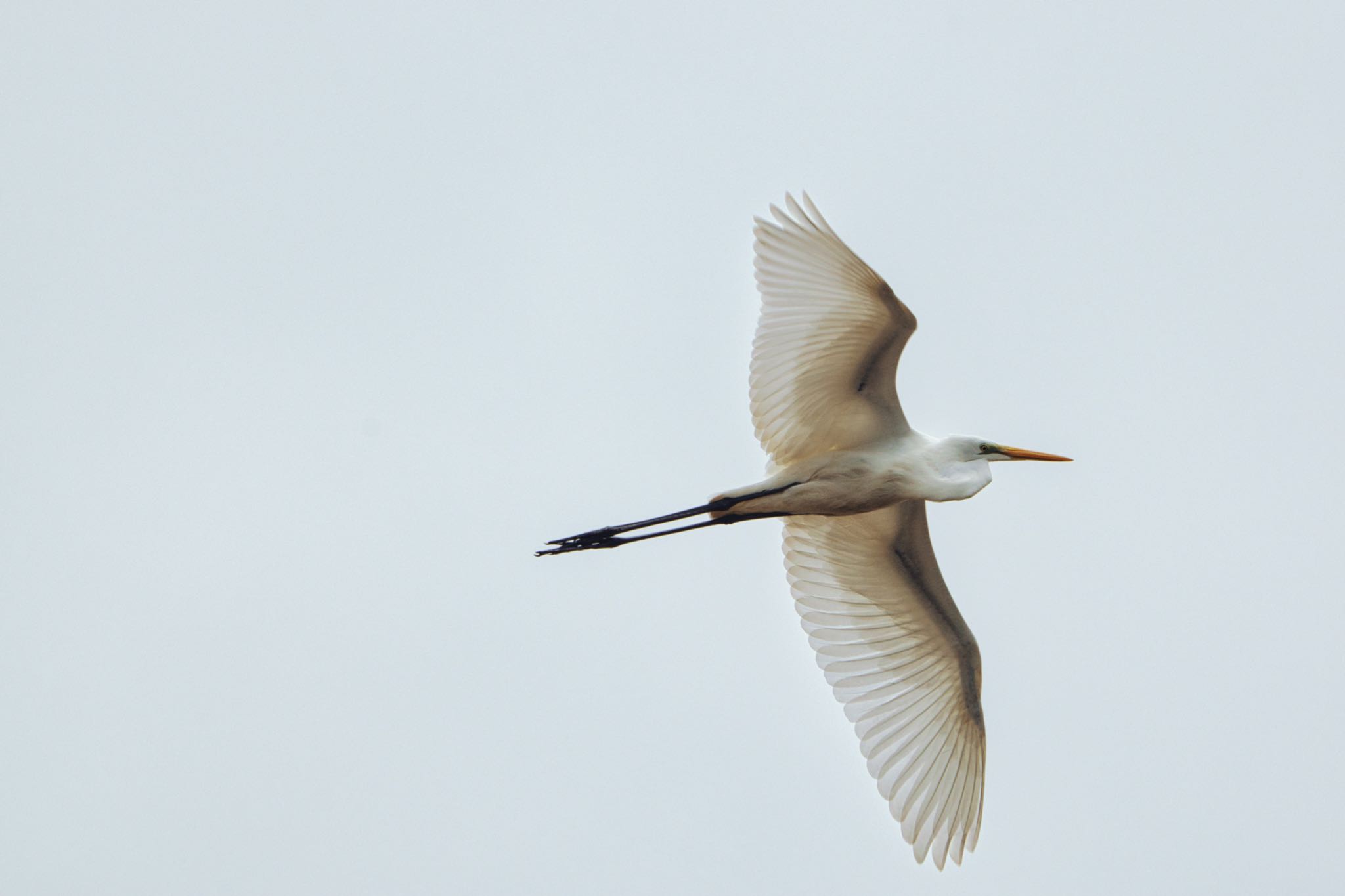 伊佐沼 チュウサギの写真 by naturedrop