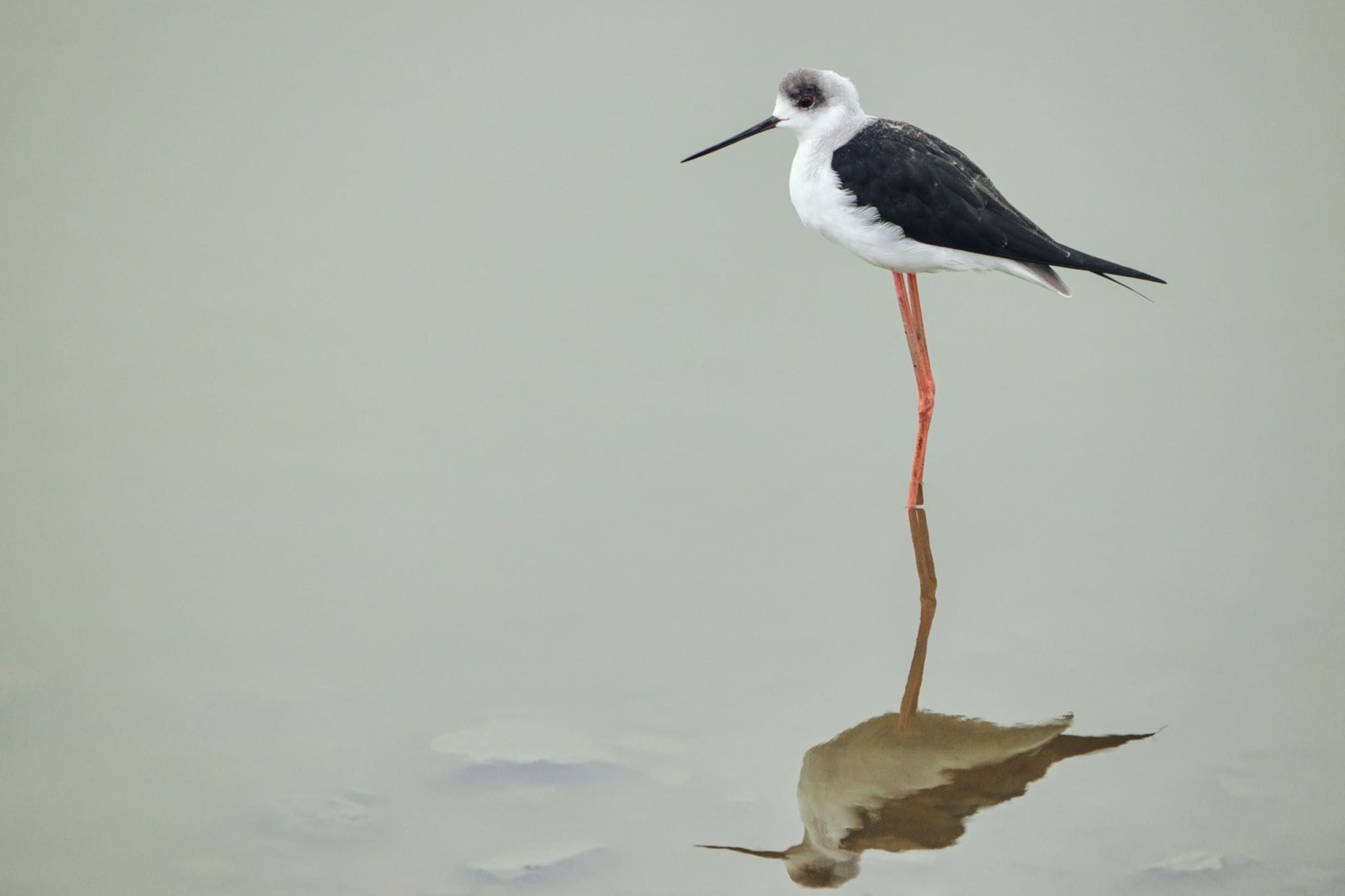 伊佐沼 セイタカシギの写真 by naturedrop