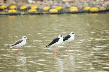 2021年10月16日(土) 伊佐沼の野鳥観察記録