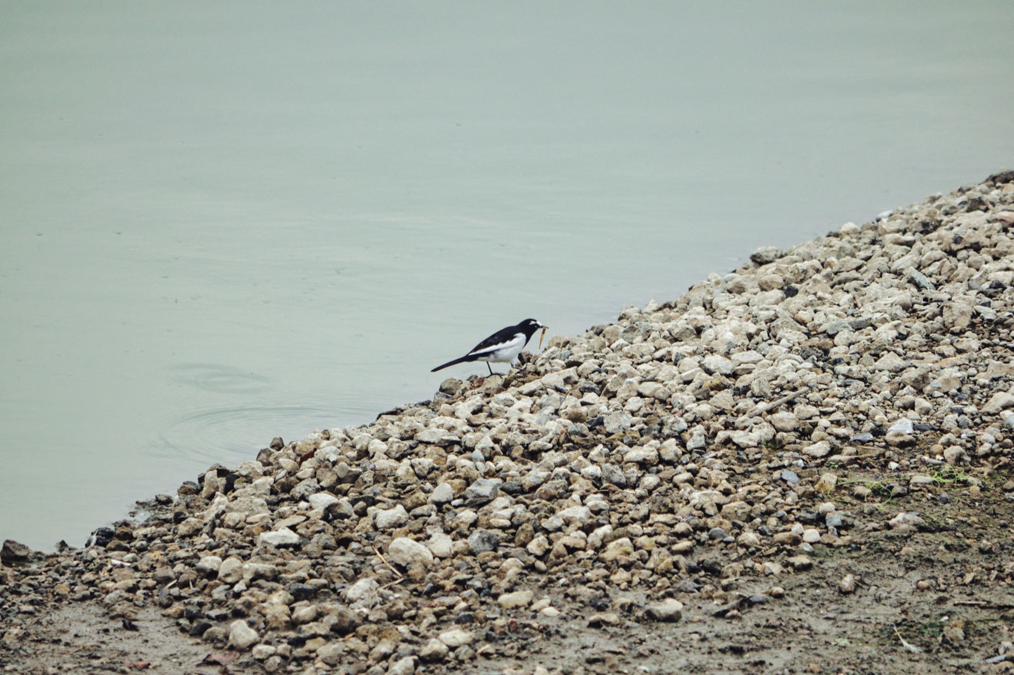 伊佐沼 セグロセキレイの写真 by naturedrop