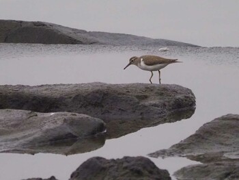 2021年10月16日(土) 葛西臨海公園の野鳥観察記録