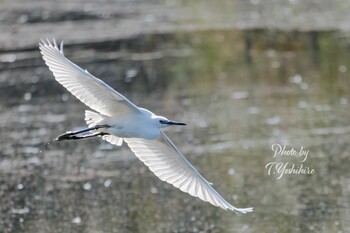 2021年10月16日(土) 恩智川治水緑地の野鳥観察記録