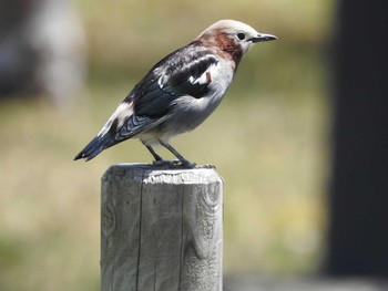 Chestnut-cheeked Starling Yamanakako Lake Sun, 4/30/2017