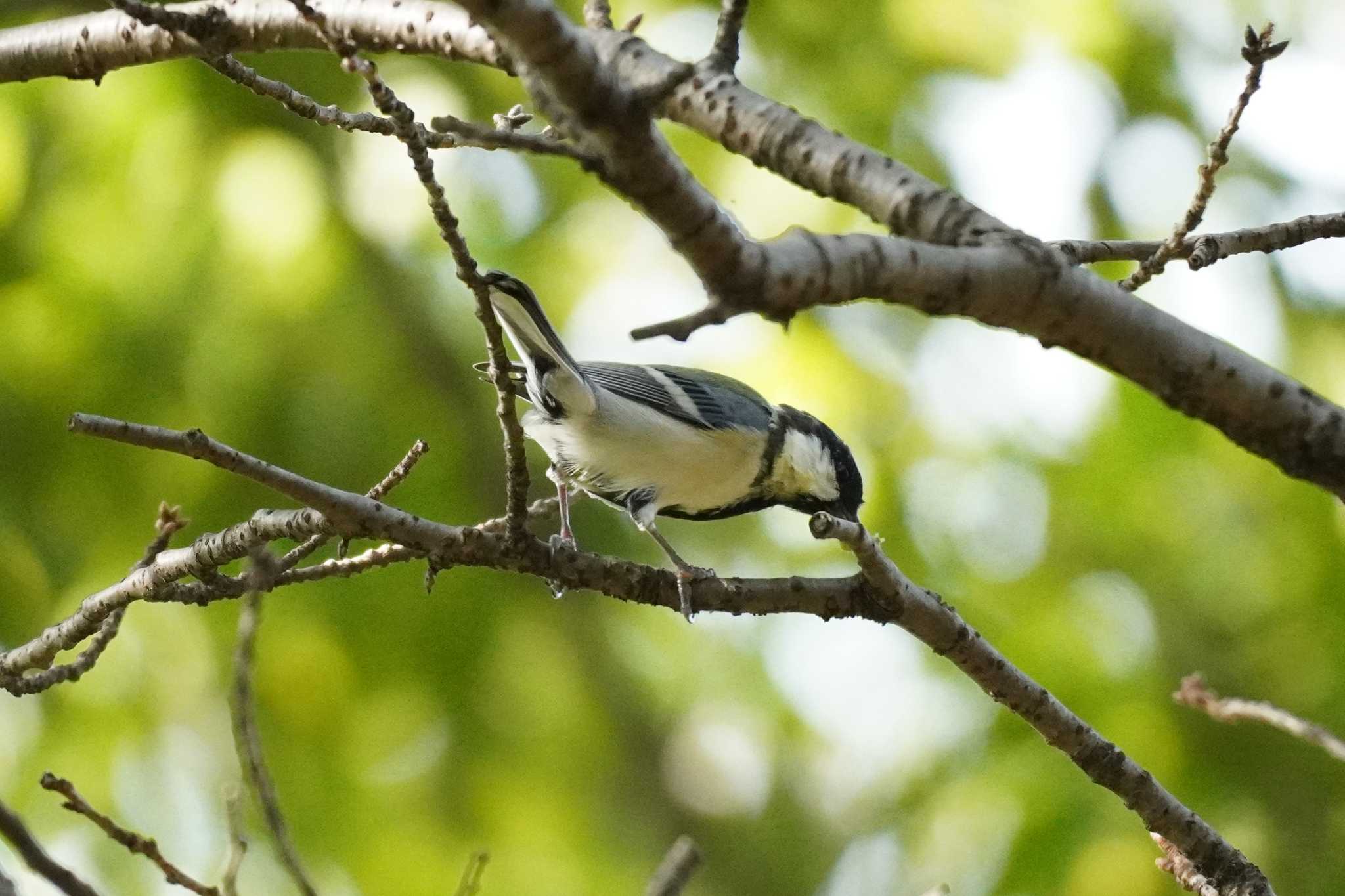 シジュウカラ