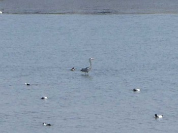 アオサギ 葛西臨海公園 2017年4月30日(日)