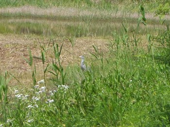 Grey Heron Kasai Rinkai Park Sun, 4/30/2017