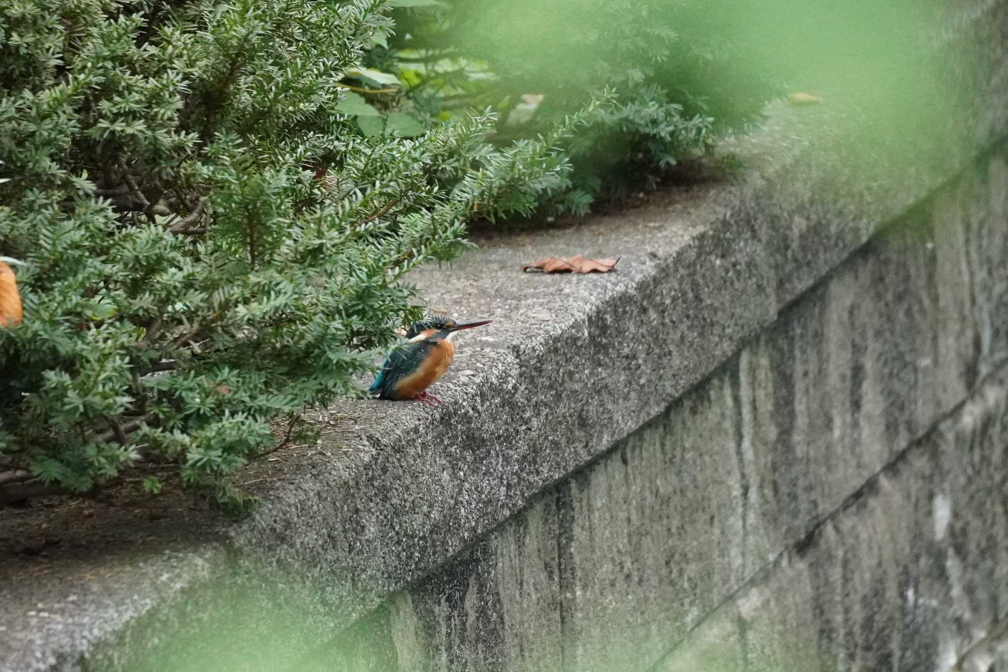 埼玉県 カワセミの写真 by どばと