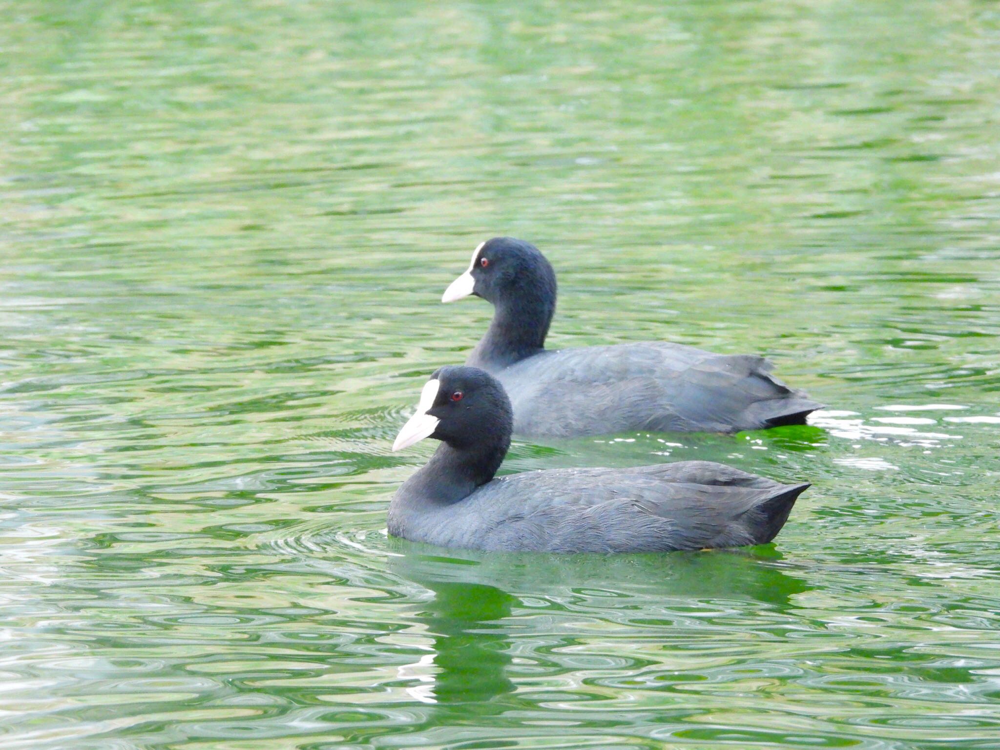 旧中川水辺公園 オオバンの写真 by あらどん