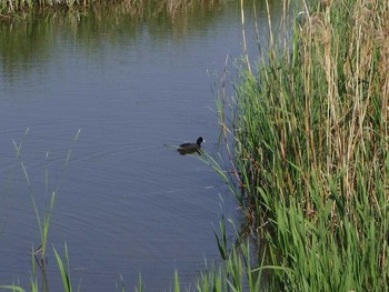 Eurasian Coot Kasai Rinkai Park Sun, 4/30/2017