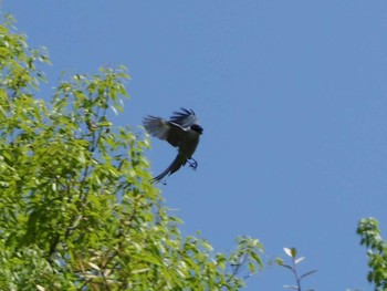 Azure-winged Magpie Kasai Rinkai Park Sun, 4/30/2017