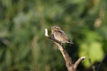 2021年10月16日(土) 愛知県豊田市逢妻女川周辺の野鳥観察記録