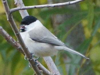 Marsh Tit 真駒内川 Sun, 10/17/2021