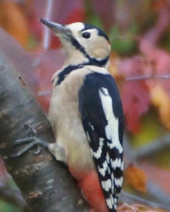 Great Spotted Woodpecker 真駒内川 Sun, 10/17/2021