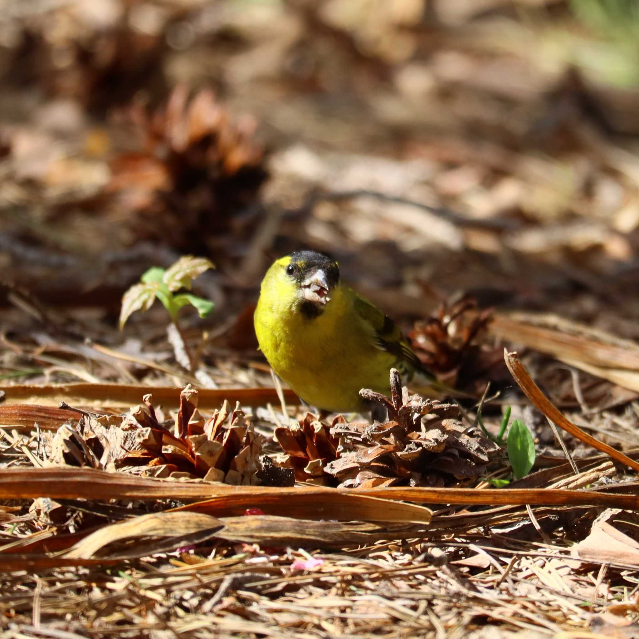 Photo of Eurasian Siskin at 北海道神宮 by 10り3