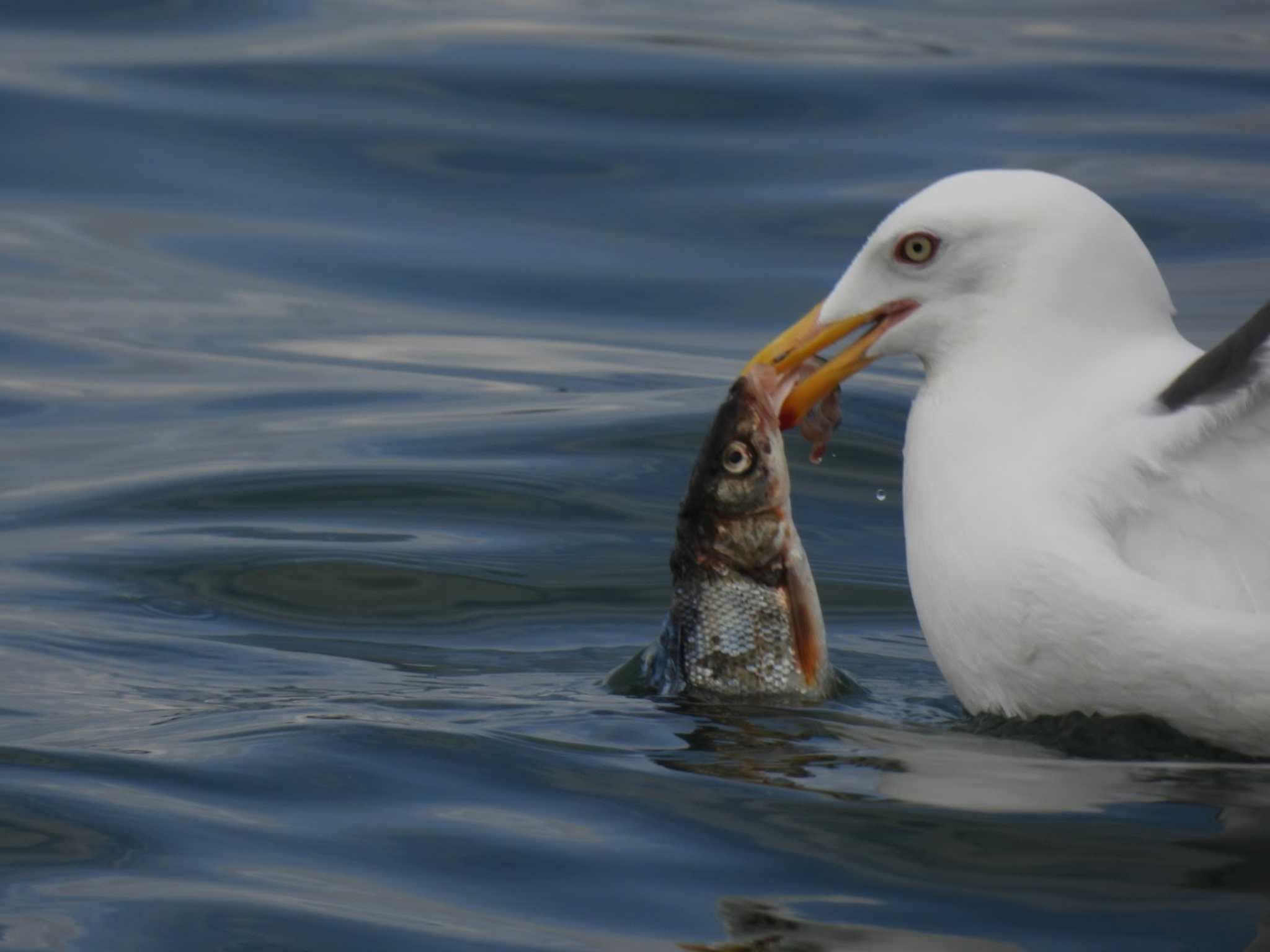 石狩湾新港 オオセグロカモメの写真 by 10り3