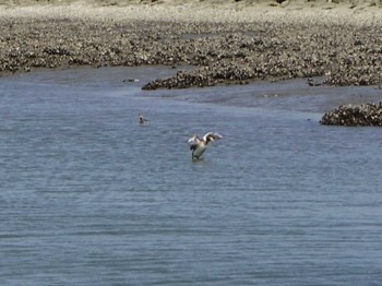 Great Crested Grebe Kasai Rinkai Park Sun, 4/30/2017