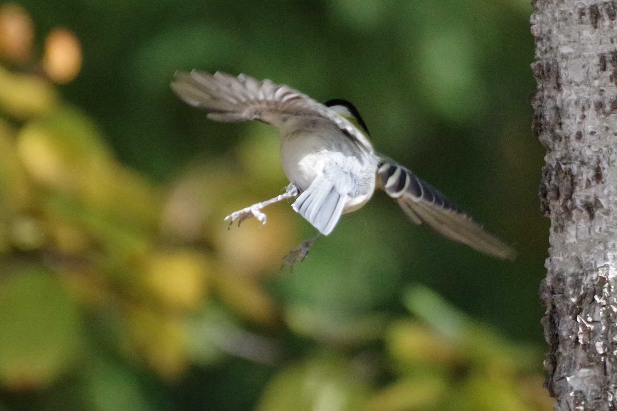 シジュウカラ