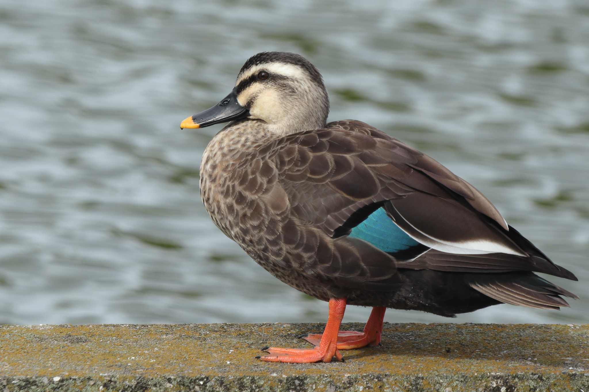 Photo of Eastern Spot-billed Duck at 菰池 by アミメキリン