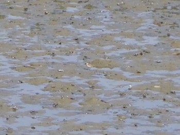 Little Ringed Plover Kasai Rinkai Park Sun, 4/30/2017