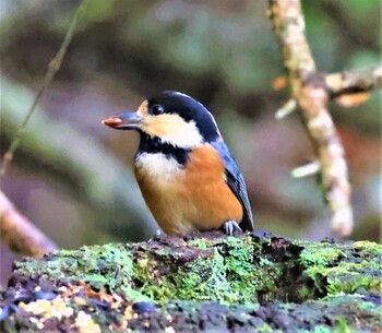 Varied Tit ささやまの森公園(篠山の森公園) Sun, 10/17/2021