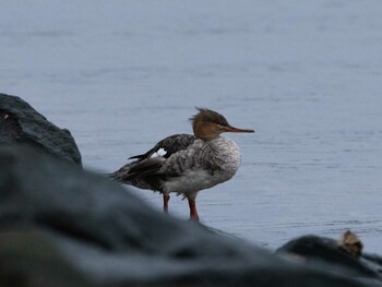 2021年10月17日(日) 葛西臨海公園の野鳥観察記録