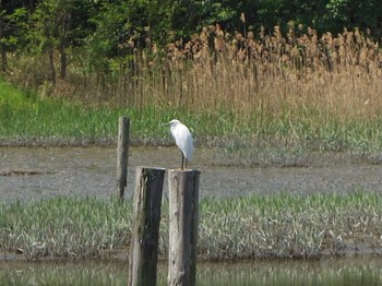 Little Egret Kasai Rinkai Park Sun, 4/30/2017