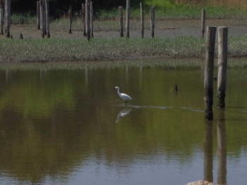 Little Egret Kasai Rinkai Park Sun, 4/30/2017