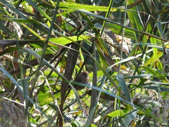 Vinous-throated Parrotbill 奥林匹克森林公園(北京) Sun, 10/17/2021