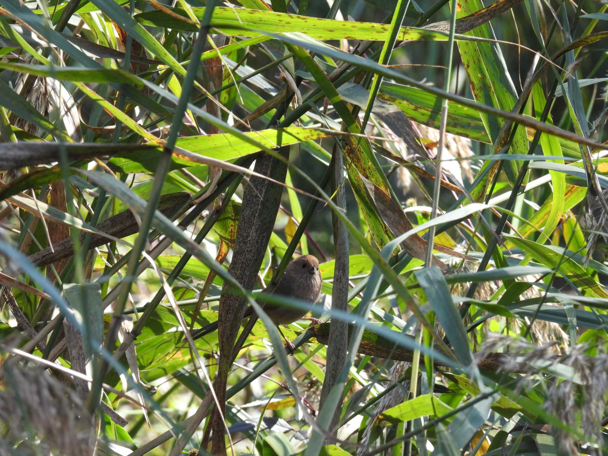 Vinous-throated Parrotbill