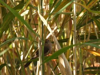 Vinous-throated Parrotbill 奥林匹克森林公園(北京) Sun, 10/17/2021