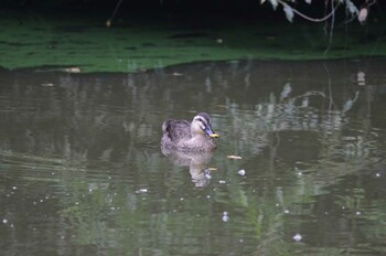 Eastern Spot-billed Duck 千葉市緑区原田池 Sat, 10/16/2021