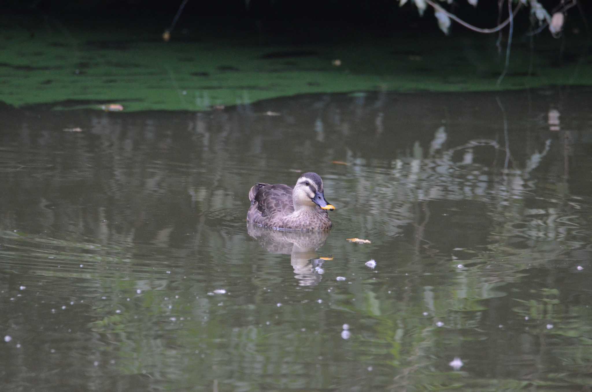 Eastern Spot-billed Duck