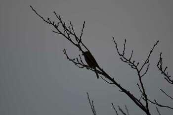 Bull-headed Shrike 千葉市緑区原田池 Sat, 10/16/2021