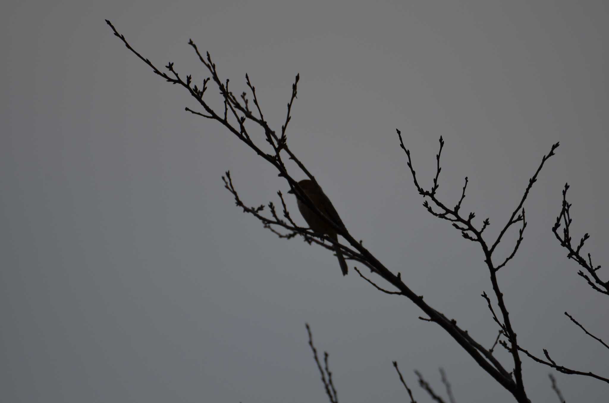 Bull-headed Shrike