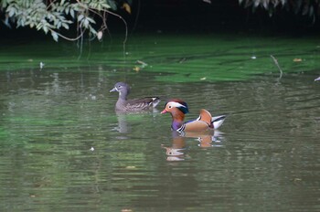 Mandarin Duck 千葉市緑区原田池 Sat, 10/16/2021