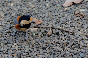 Varied Tit Meiji Jingu(Meiji Shrine) Sat, 10/2/2021