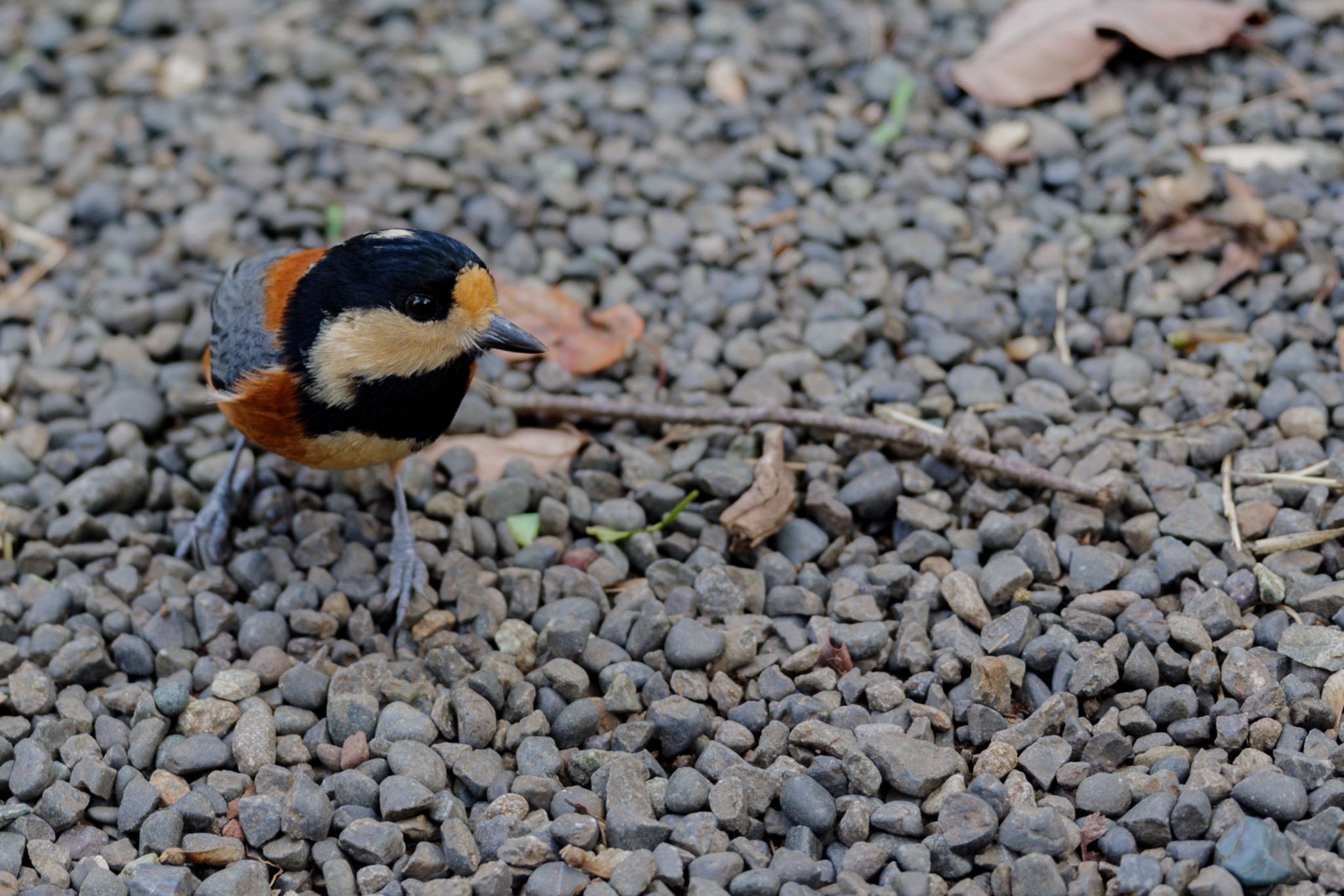 Varied Tit