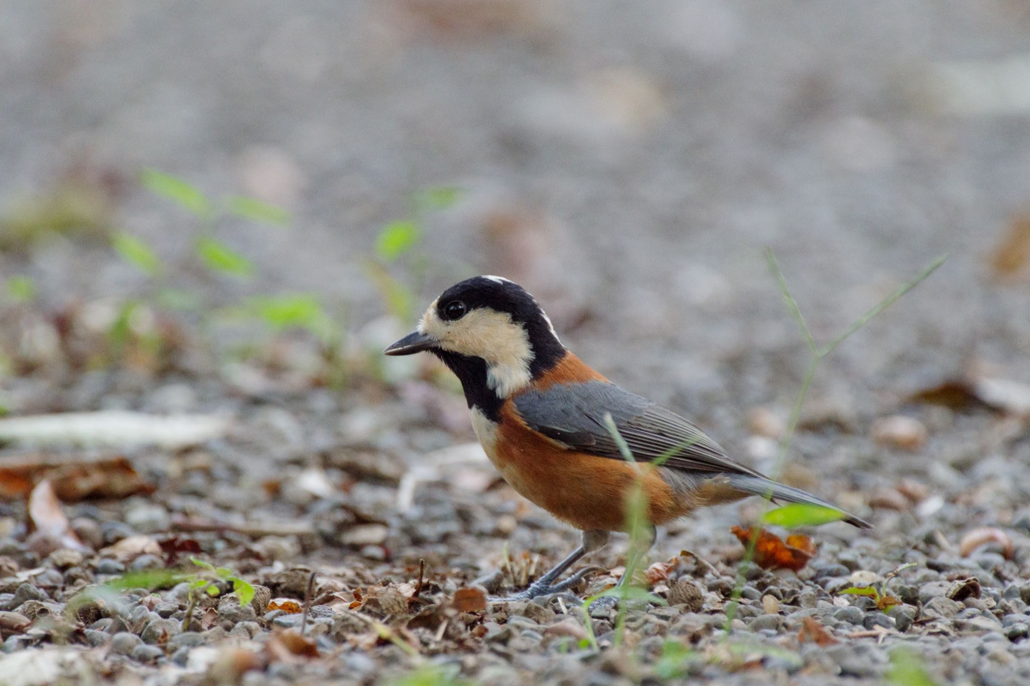 Varied Tit