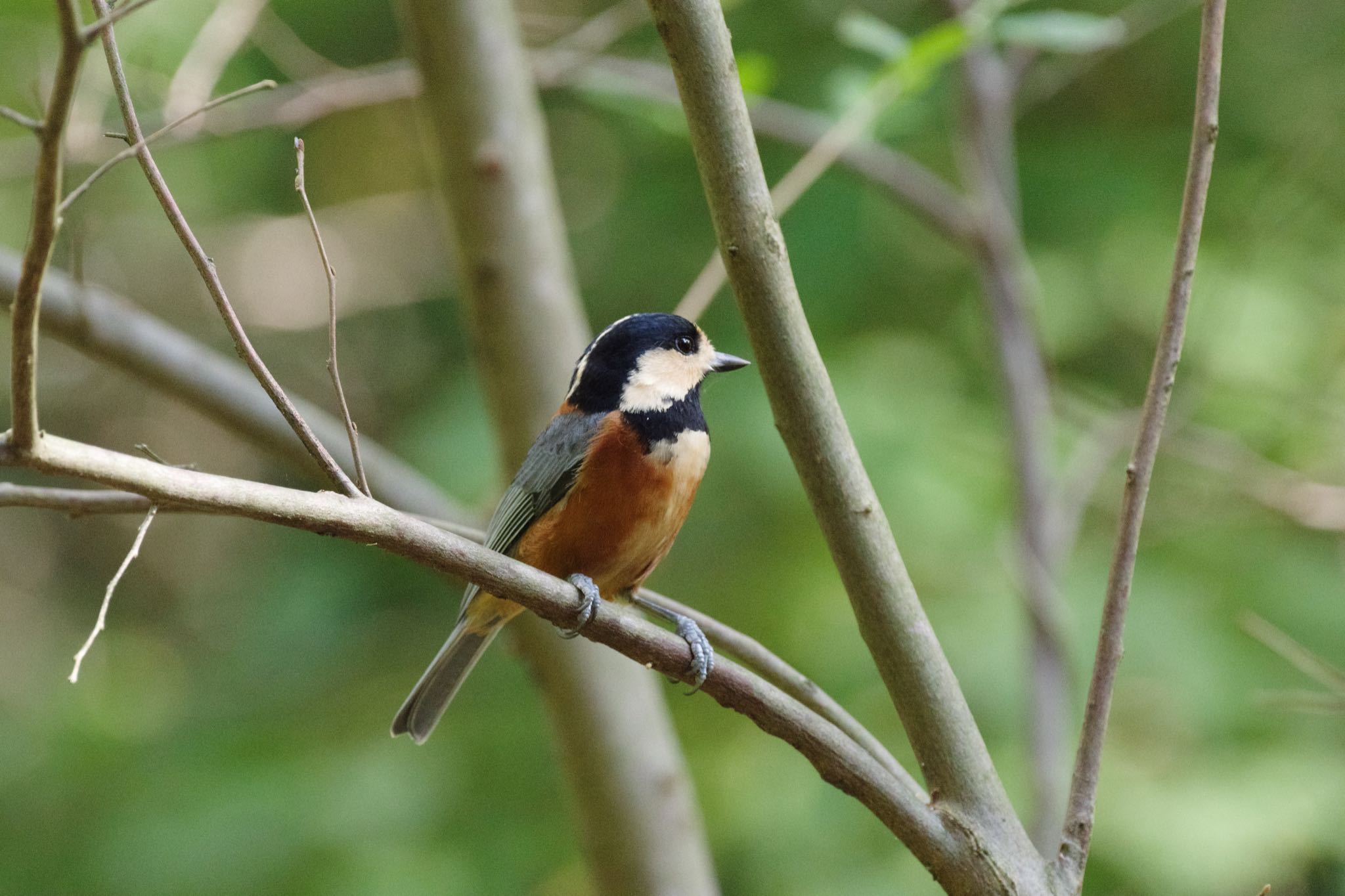 Photo of Varied Tit at Meiji Jingu(Meiji Shrine) by Marco Birds