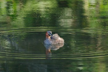 2021年10月2日(土) 明治神宮北池の野鳥観察記録