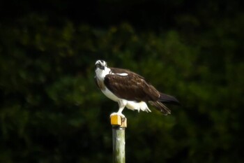 Osprey 山口県立きらら浜自然観察公園 Wed, 11/3/2021