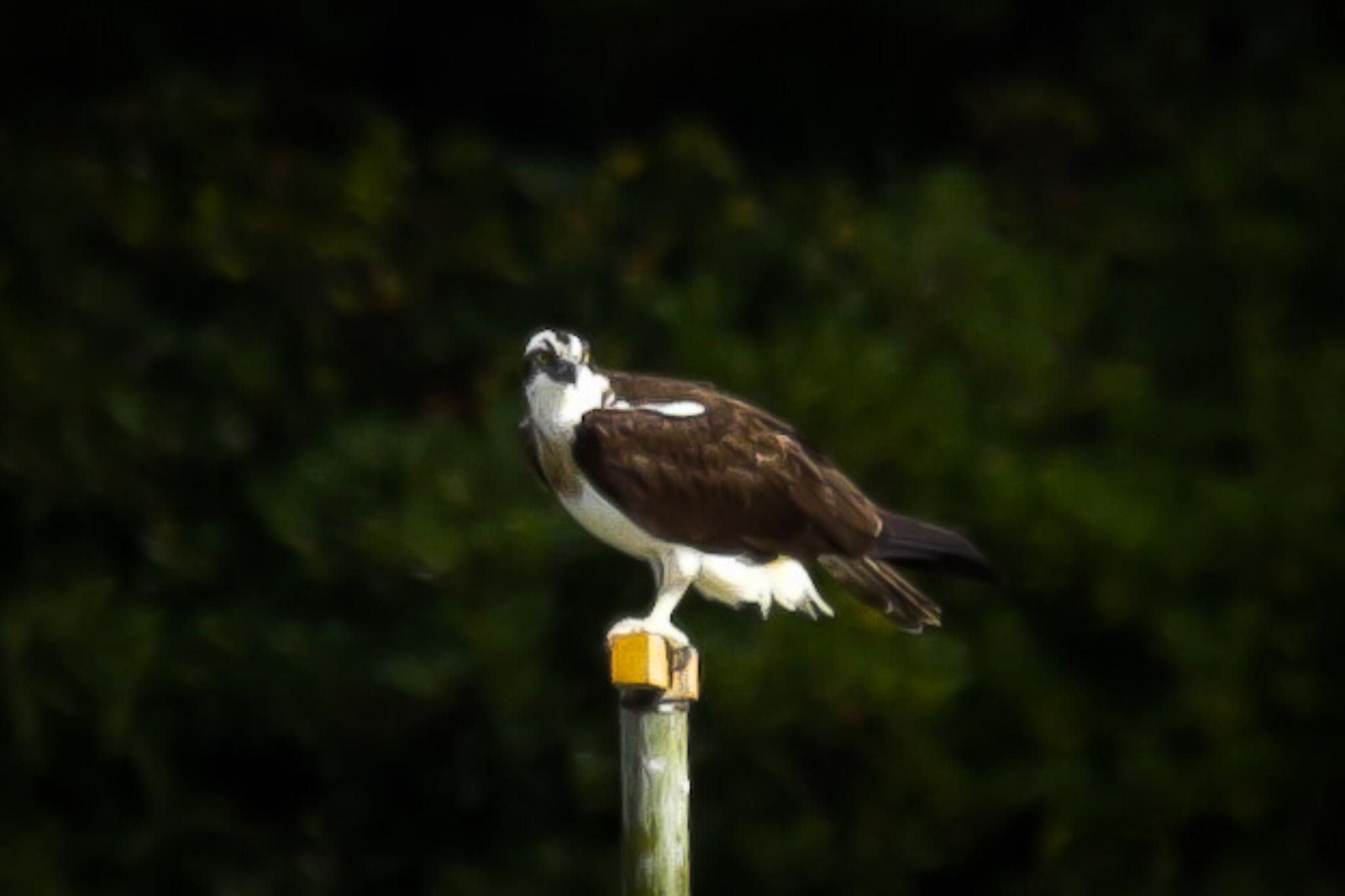 Osprey