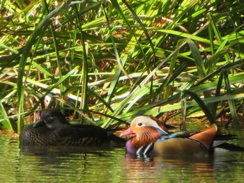 2021年10月17日(日) 中島公園の野鳥観察記録