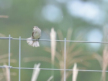 Asian Brown Flycatcher 十里木高原 Sun, 9/12/2021