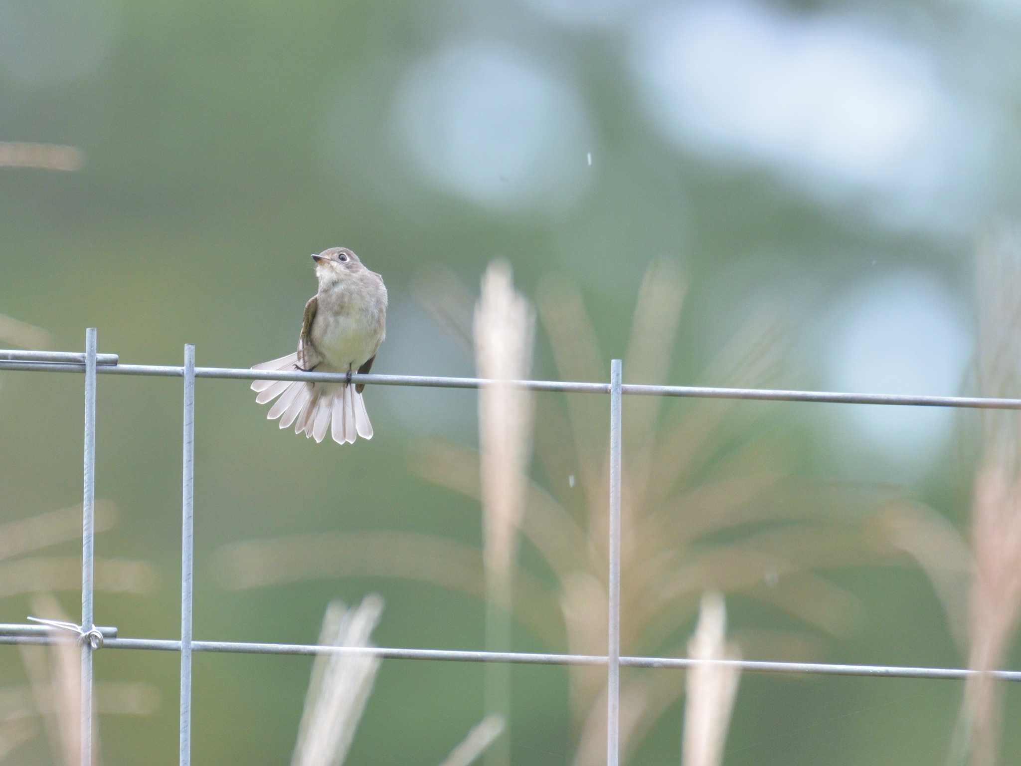 十里木高原 コサメビタキの写真 by 80%以上は覚えてないかも