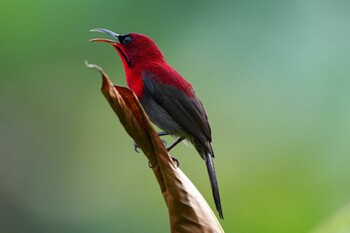 Crimson Sunbird Singapore Botanic Gardens Sat, 10/16/2021