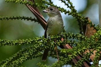 Sun, 10/17/2021 Birding report at Pasir Ris Park (Singapore)