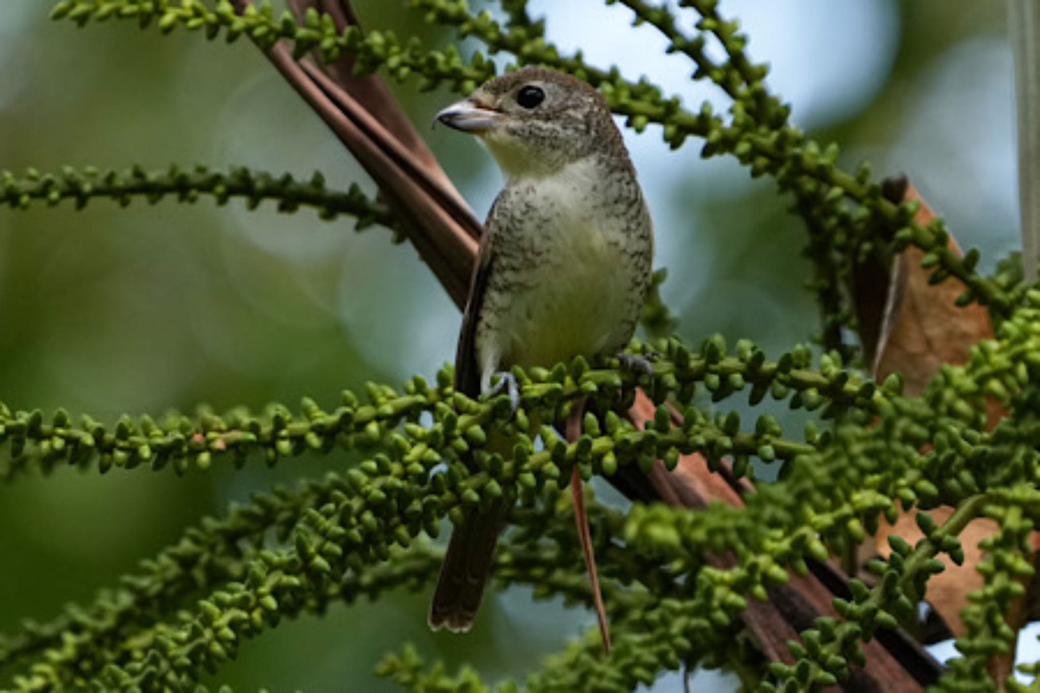 Tiger Shrike