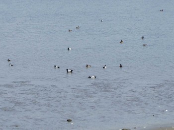 Greater Scaup Kasai Rinkai Park Sun, 4/30/2017