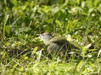 ヤマゲラ 奥林匹克森林公園(北京) 2021年10月17日(日)